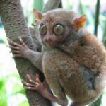 Bohol_Tarsier-mtoz-Wikimedia-CC-2.0