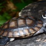 Palawan-Forest-Turtle_Credit-Mandai-Nature-Katala-Foundation2-min-aspect-ratio-1000-710