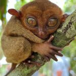 Tarsiers-e1721392046186