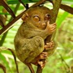 tarsier-375x500